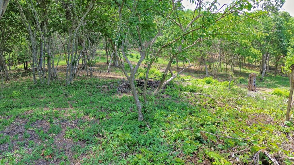 Lot terrain at VIDA at Yankee Beach with tropical trees